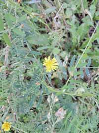 blume01