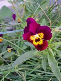 blume02
