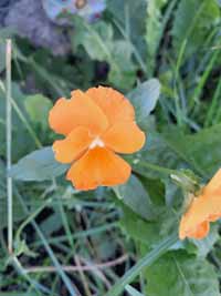 blume03