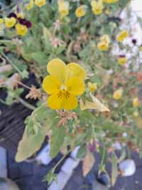blume04