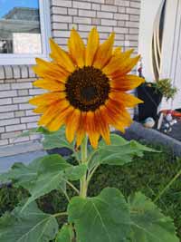 blume05