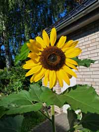 blume06