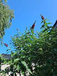 blume07