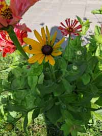 blume08