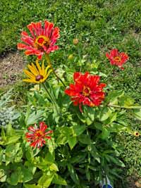 blume10