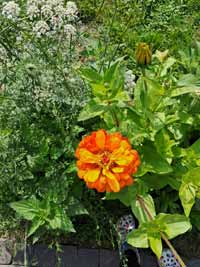 blume11