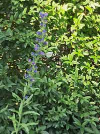 blume12