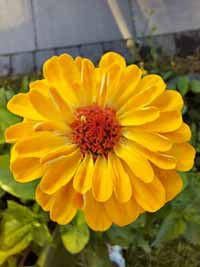 blume13