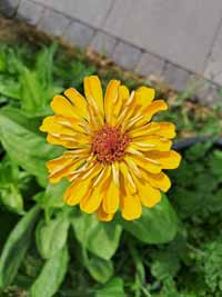 blume14