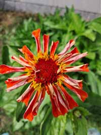 blume17