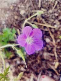 blume19