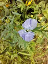 blume20