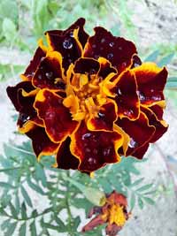 blume21