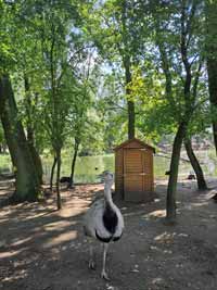 emu