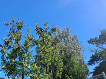 garten12