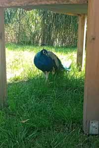 pfau01