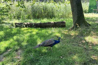 pfau03
