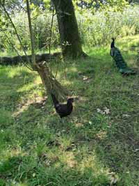 pfau04