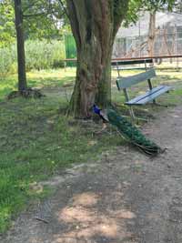 pfau05