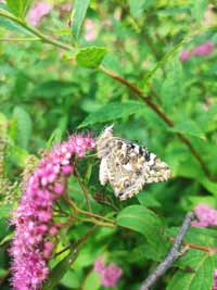schmetterling02
