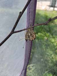 schmetterling05