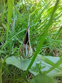 schmetterling06