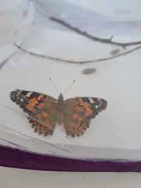 schmetterling07