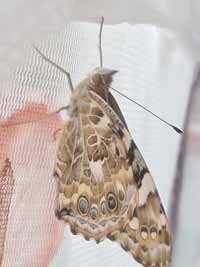 schmetterling08