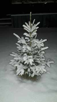 schneebaum