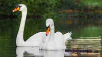 schwan01