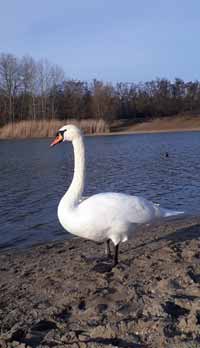 schwan03