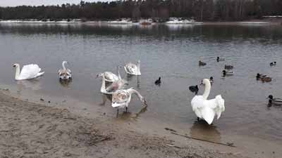 schwan04