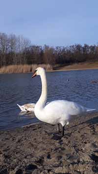 schwan05